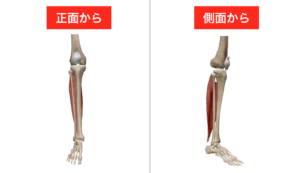 ヒラメ筋　腓腹筋　足首の柔軟性　可動域　
