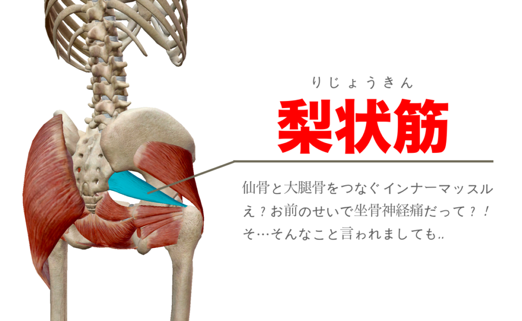 坐骨神経痛にもつながる梨状筋の硬さはストレッチポールを使ってリリースしよう！ Sustainable Diet