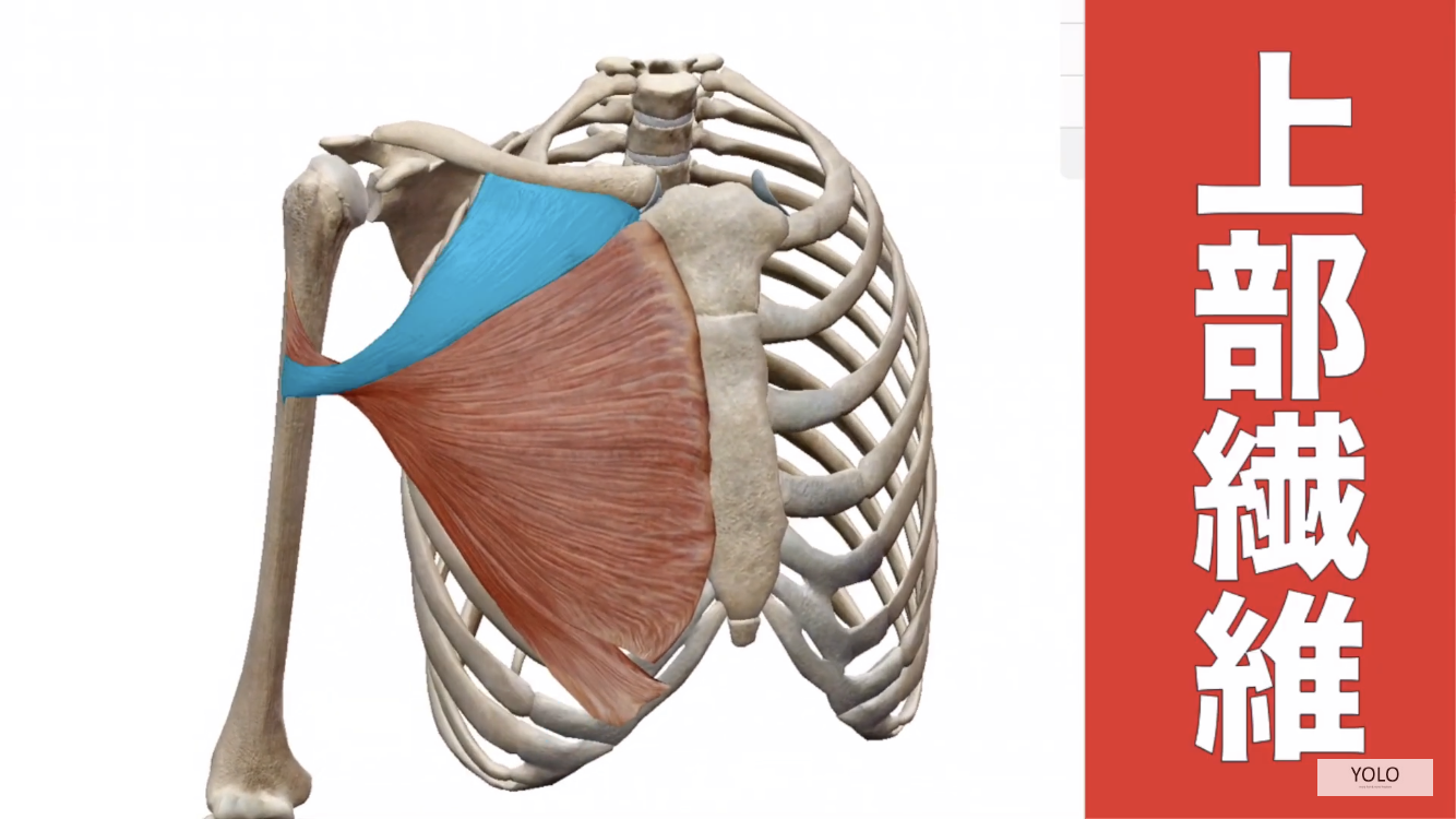 大胸筋上部の解剖図
