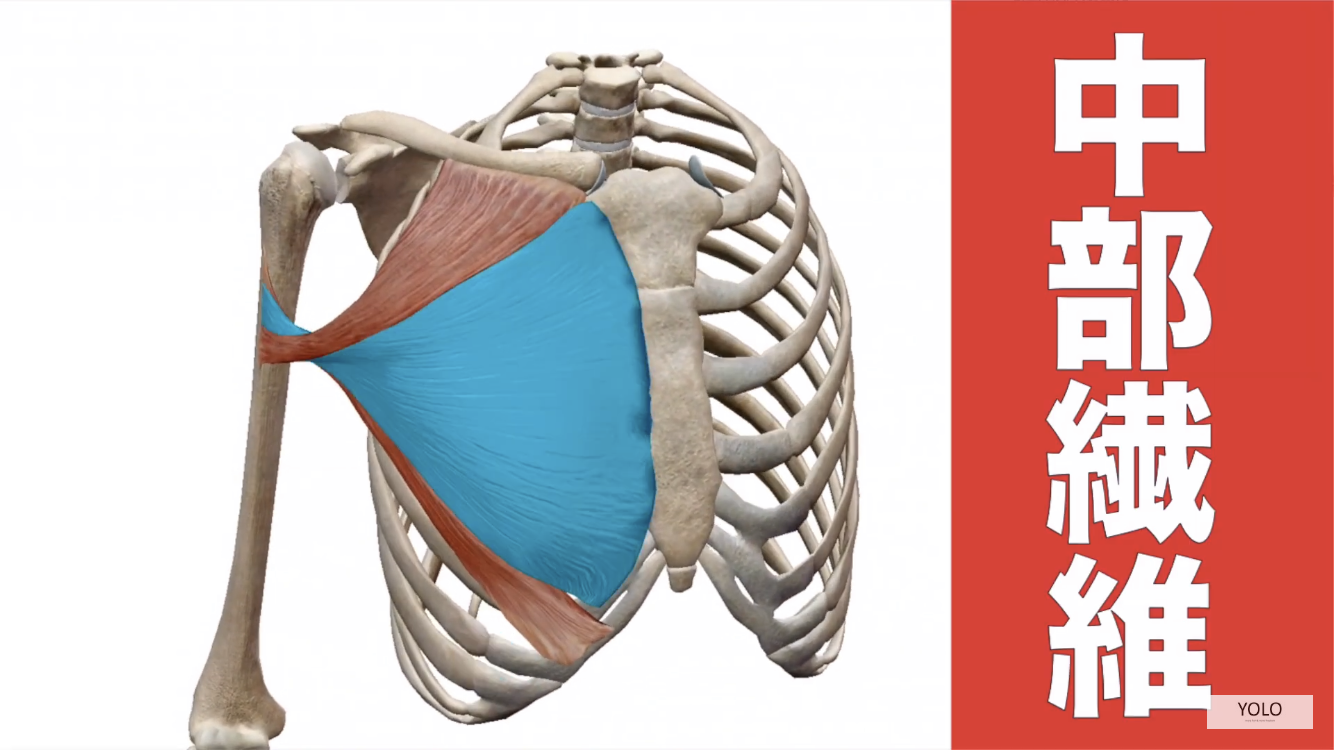大胸筋中部の解剖図