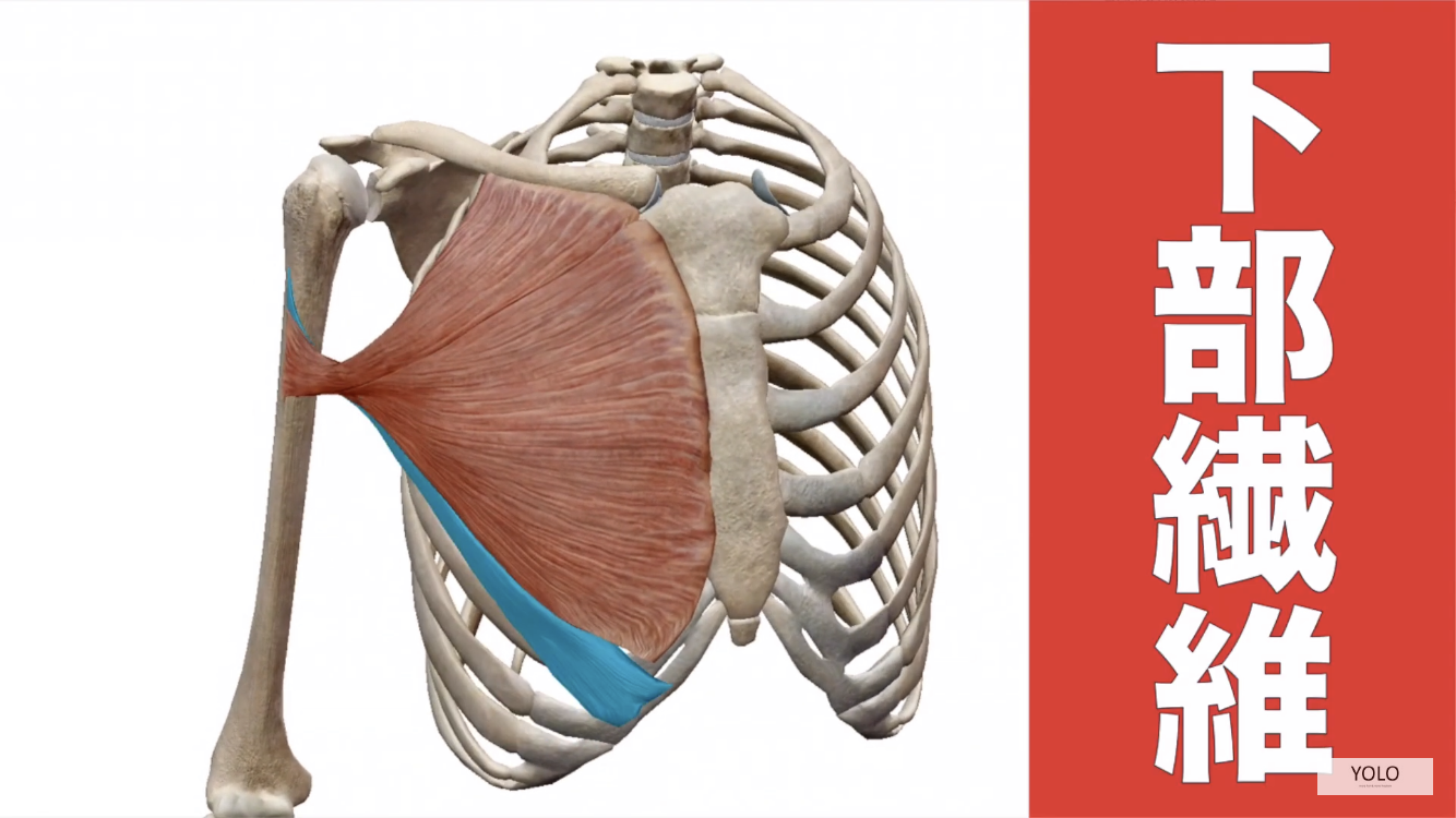 大胸筋下部の解剖図